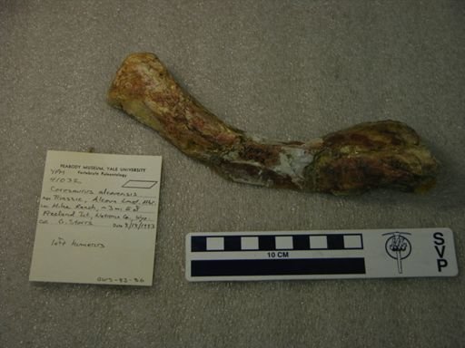 Corosaurus alcovensis