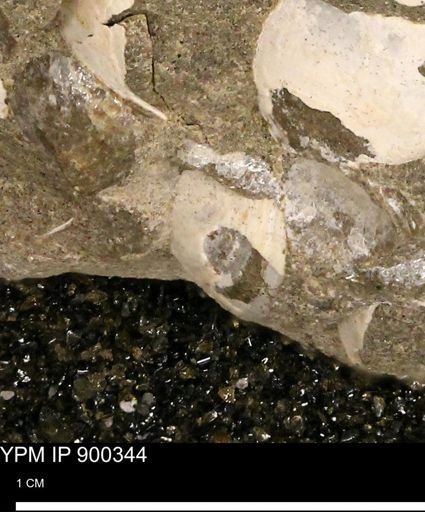 undet. Bivalvia