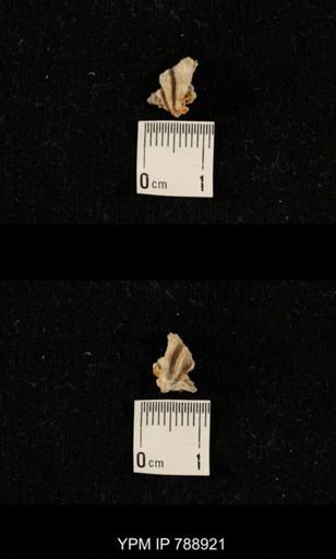 undet. Brachiopoda
