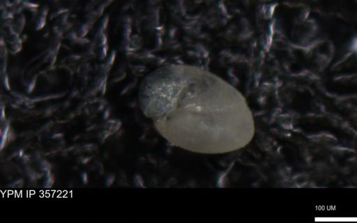 undet. Foraminiferida