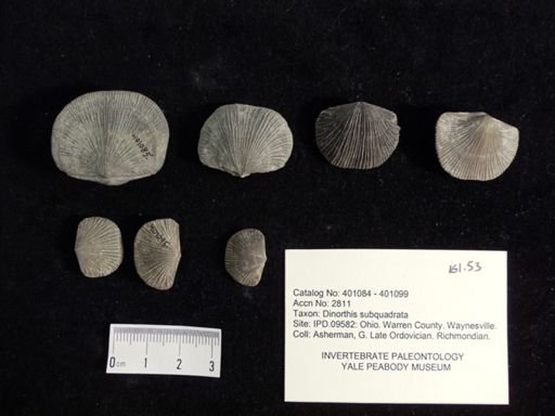 Dinorthis subquadrata