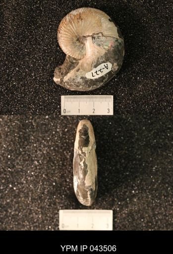 Hoploscaphites nicolletii