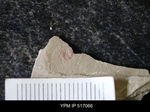 undet. Anomalocarididae