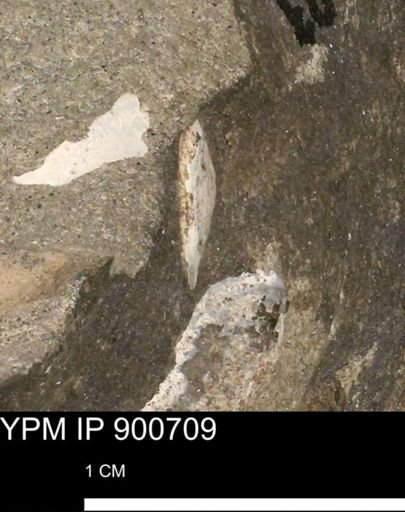 undet. Mollusca