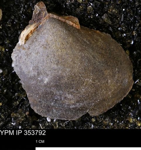 Limopsis striatopunctatus