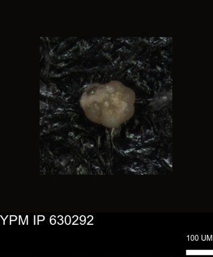 undet. Foraminiferida