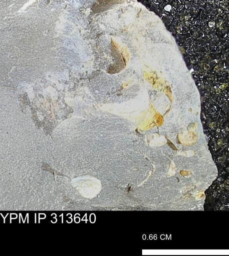 undet. Ammonoidea