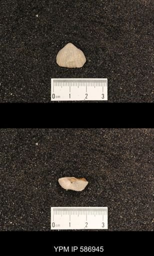 Rhynchotrema capax