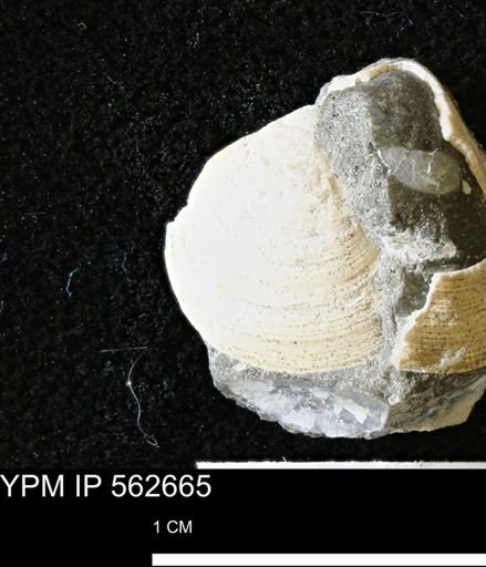 Limopsis striatopunctatus