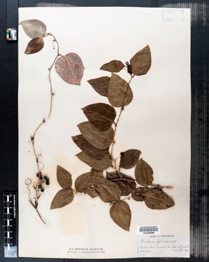 Smilax glauca