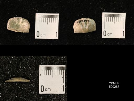 Mesolobus mesolobus decipiens