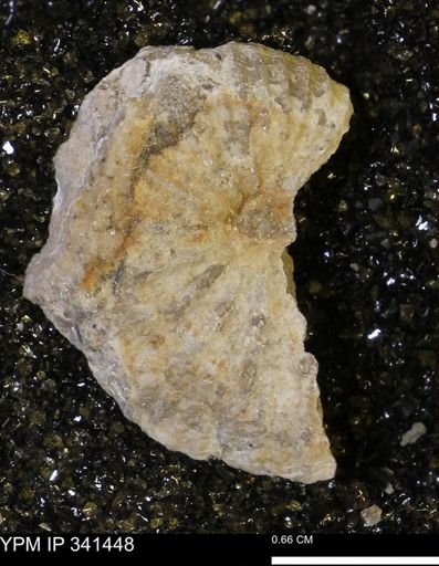 Scaphites sp.
