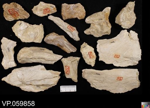 undet. Ichthyodectidae