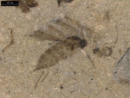 Ichneumonoidea
