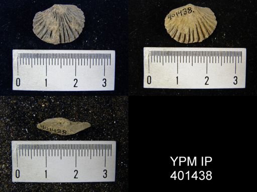 Plectorthis plicatella