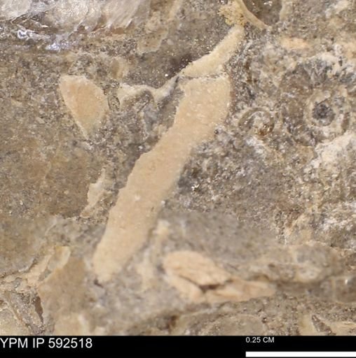 undet. Mollusca