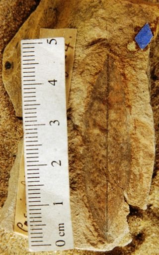Cassia ligustrinoides