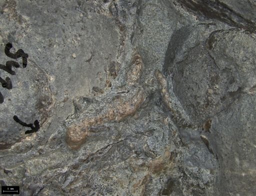 Aplocoma damesii