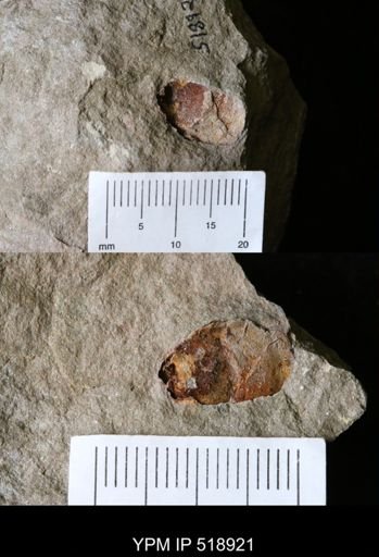 Bivalvia?