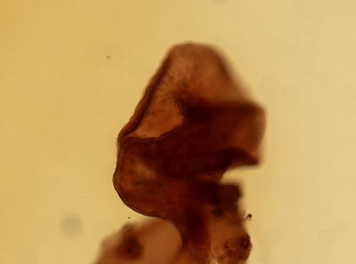 Latocestus whartoni