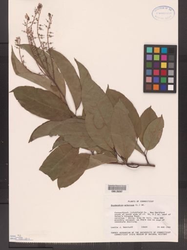 Oxydendrum arboreum