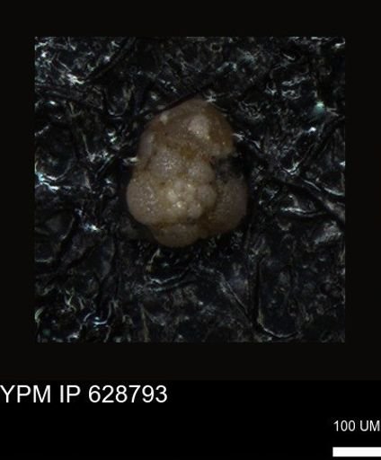 undet. Foraminiferida