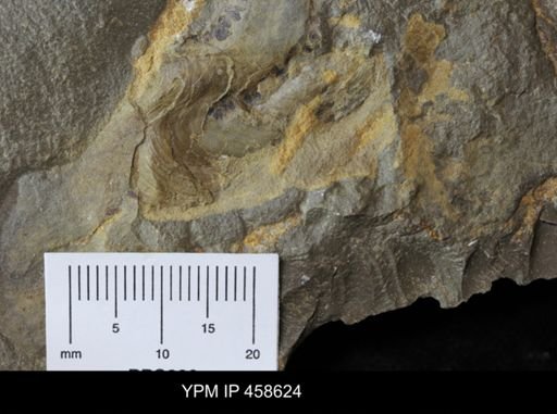 Myalina sp.