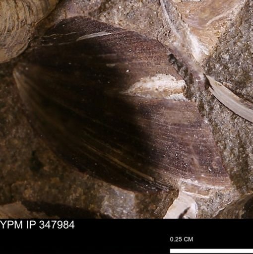 undet. Bivalvia