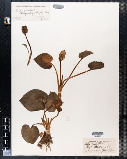 Calla palustris