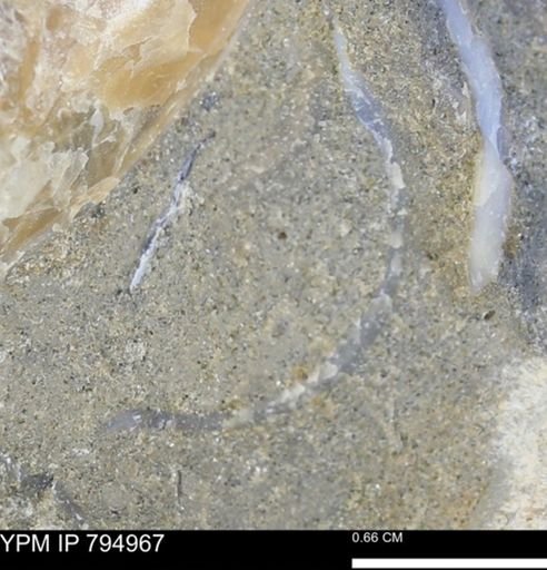 undet. Bivalvia