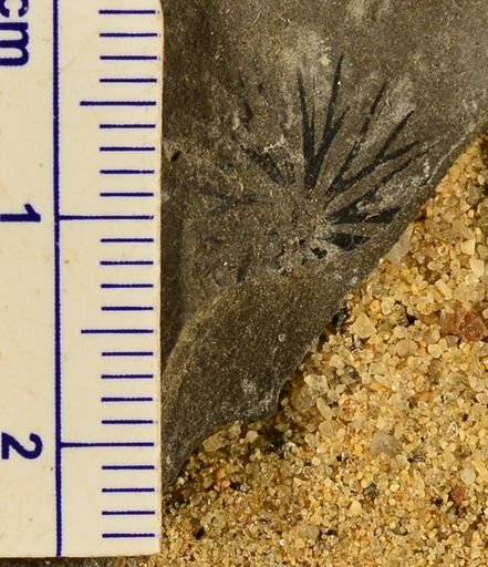 Sphenophyllum sp.