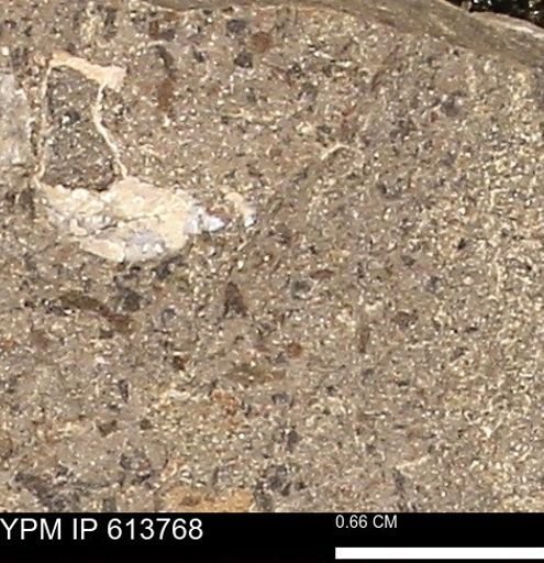 Scaphites sp.