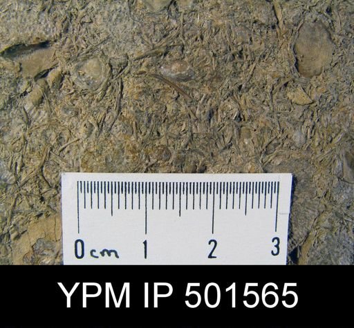 Productus sp.; assorted bivalves with spines of