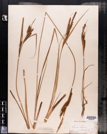 Carex