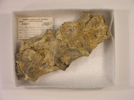 Moeritherium lyonsi