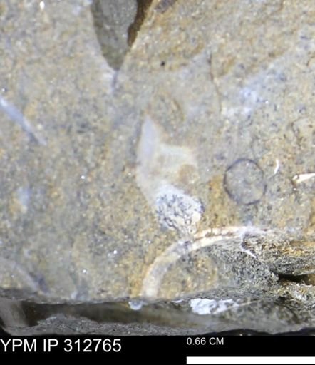 undet. Bivalvia
