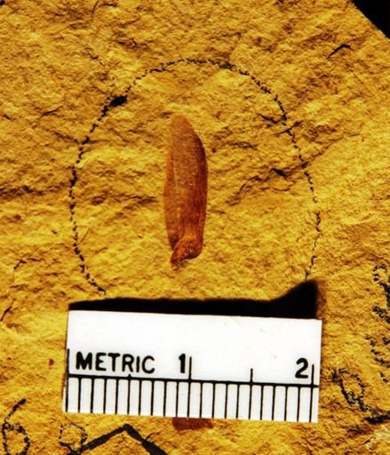 Pinus wheeleri