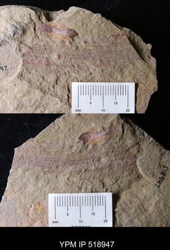 Hurdiidae