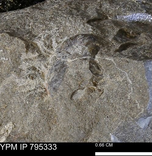 undet. Bivalvia