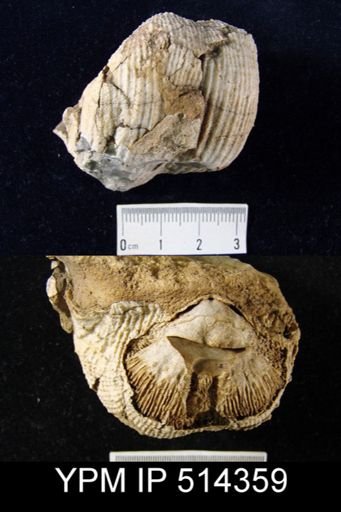 Productus semireticulatus