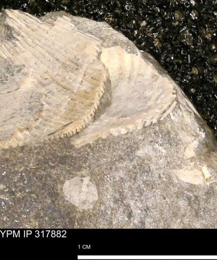 Hoploscaphites sp.