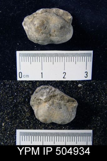 Sinuatella sinuata