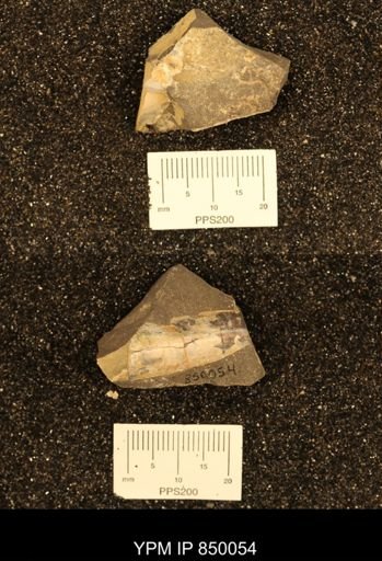 Baculites