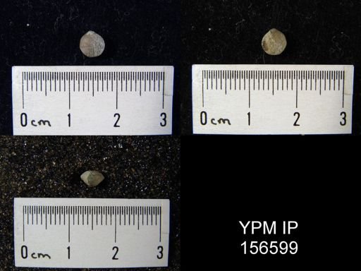 Zygospira recurvirostra