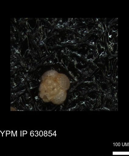undet. Globigerinina