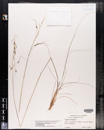 Piptochaetium avenaceum