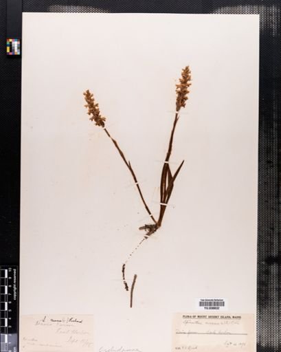 Spiranthes cernua