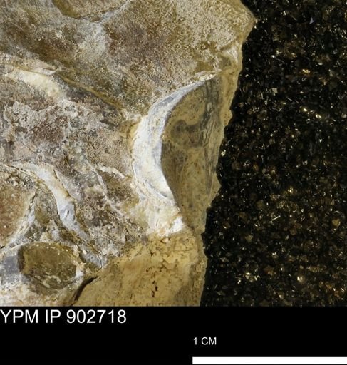 Baculites sp.