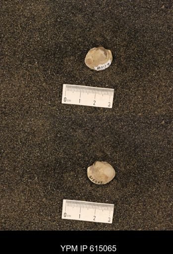 Cucullaea sp.
