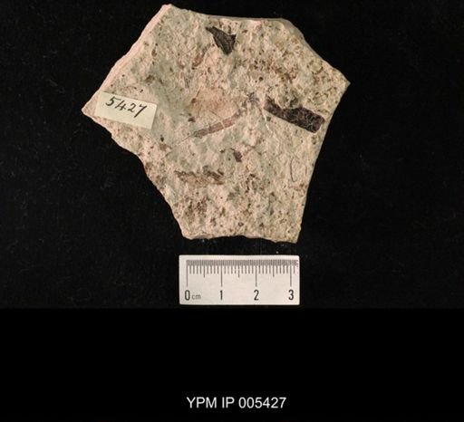 Protereisma permianum